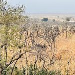 IMG_5065.jpeg