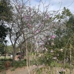 IMG_5076.jpeg