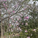 IMG_5077.jpeg