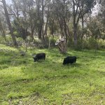 IMG_5378.jpeg