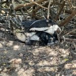IMG_5529.jpeg