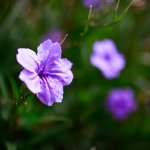 IMG_2076.JPG