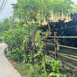 IMG_4526.jpeg