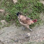 IMG_4499.jpeg