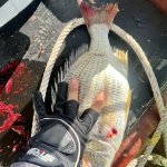 IMG_0477.jpeg