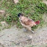 IMG_4499.jpeg