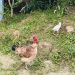 IMG_4498.jpeg