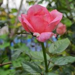 d8325010-677e-4b53-8d97-b658fb302136-1_all_26362.jpg