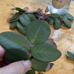 IMG_1589.jpeg