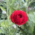 IMG_0666.jpeg