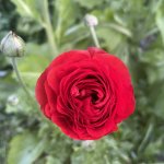 IMG_0665.jpeg