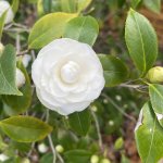IMG_0566.jpeg