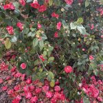 IMG_0569.jpeg