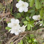 IMG_0570.jpeg