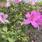 IMG_0572.jpeg
