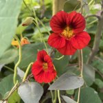 IMG_1483.jpeg