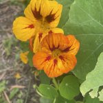 IMG_1507.jpeg