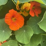 IMG_1508.jpeg