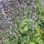 IMG_1518.jpeg