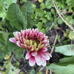 IMG_1524.jpeg