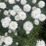 IMG_1523.jpeg