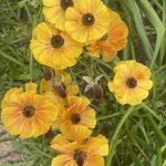 IMG_1516.jpeg
