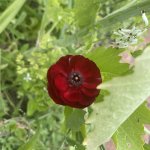 IMG_1517.jpeg
