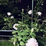 3F247C32-A8EB-47AE-9B9A-2C3EDDF12D02.jpeg
