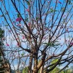 HOA DAO 2  15.10.2025.jpg