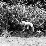 Quảng Trị 1967_5_16 (7).jpg