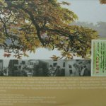 TLGCD203-Back.JPG