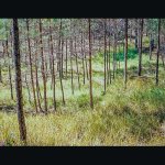 Scan-0001.JPG