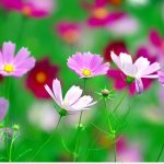 Hoa cánh bướm.jpg