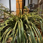 IMG_8753.jpeg