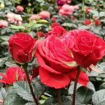 rose4.jpg
