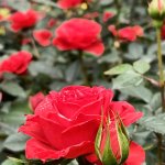 rose2.jpg