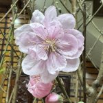 IMG_8772.jpeg