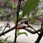 IMG_8779.jpeg