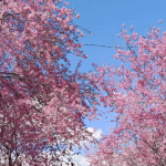 IMG_9567.gif