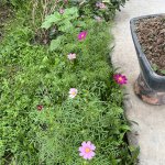 IMG_5256.jpeg