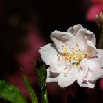 IMG_1735.JPG