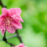 IMG_1794.JPG
