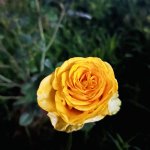 IMG_5312.jpeg