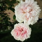 IMG_5313.jpeg