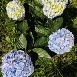 IMG_5325.jpeg