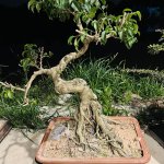 IMG_5331.jpeg
