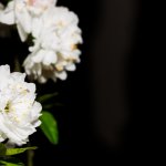 IMG_1748.JPG