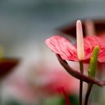 IMG_1861.JPG