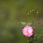 IMG_1886.JPG