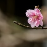 IMG_1369.JPG